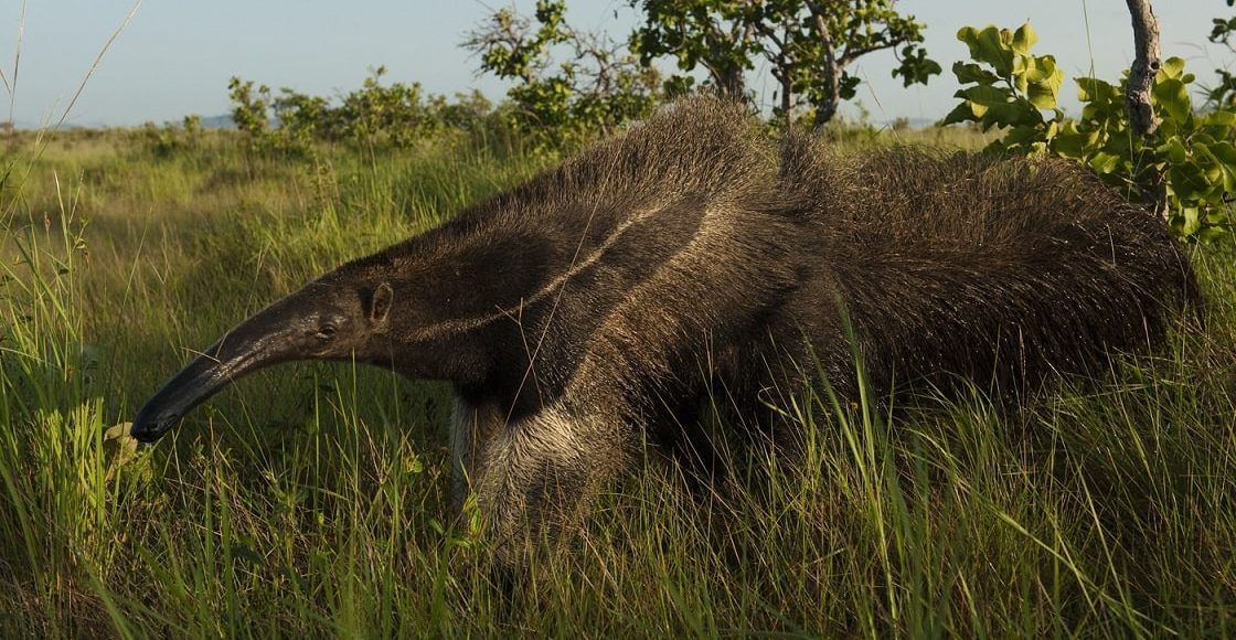 Ameisenbär, North Rupununi, Guyana © PeteOxford