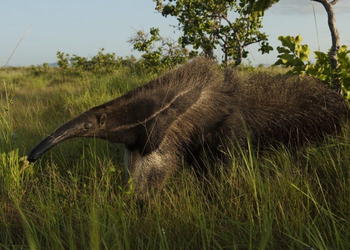 Ameisenbär, North Rupununi, Guyana © PeteOxford