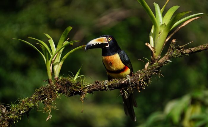 Aracari Tukan, Costa Rica