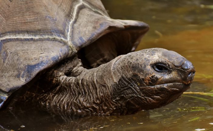 Galapagos Schildkröte, Galapagos Inseln, Ecuador
