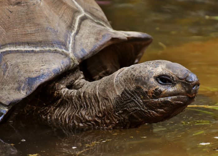 Galapagos Schildkröte, Galapagos Inseln, Ecuador