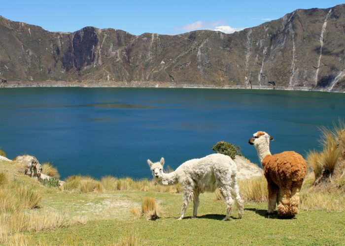 Lamas, Kratersee, Quilotoa, Ecuador