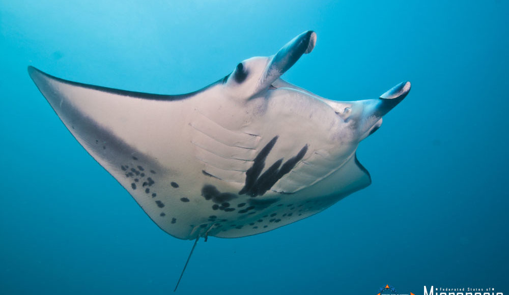 Manta Ray, Pohnpei © FSMVB