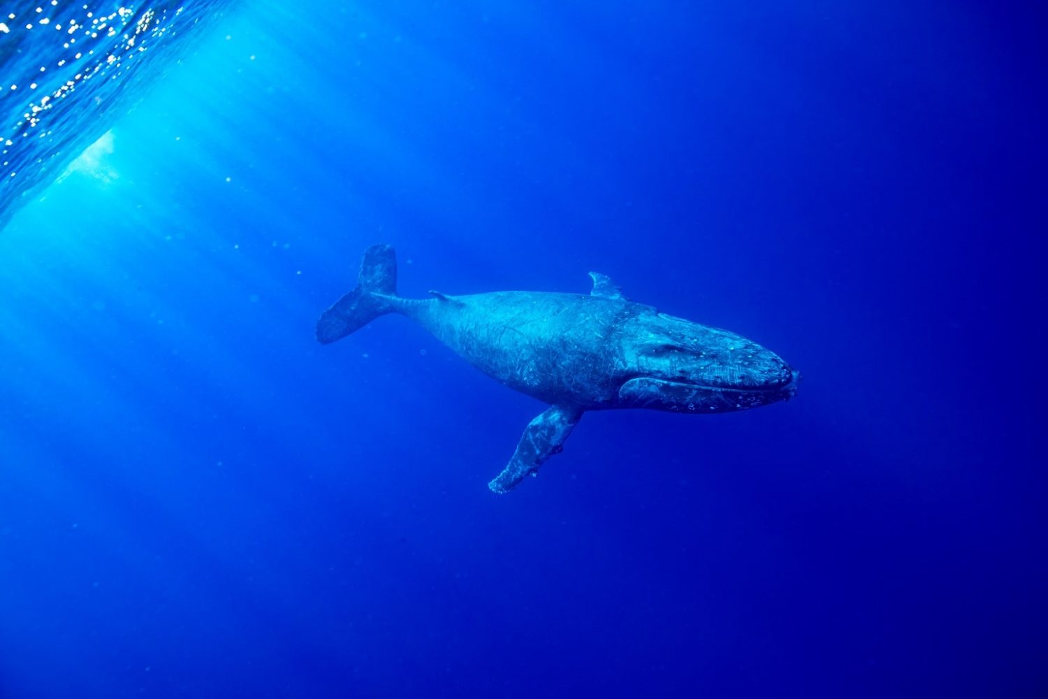 Niue, Buckelwal © Niue Tourism