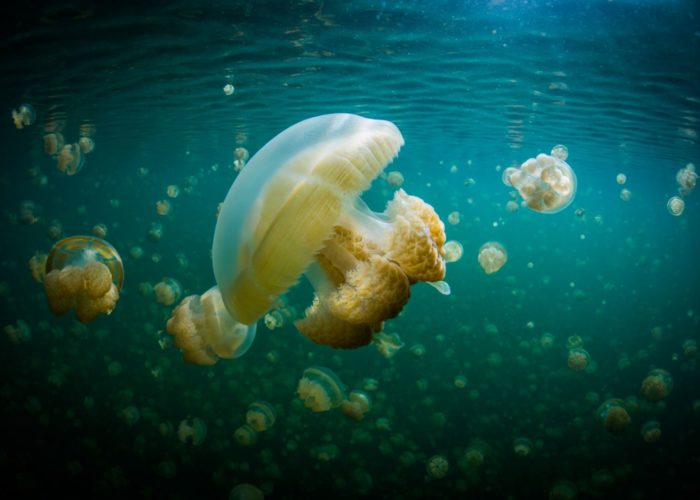 Palau, Jellyfish Lake © David Kirkland_SPTO