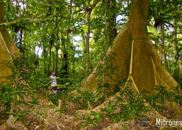 Regenwald, Kosrae © FSMVB