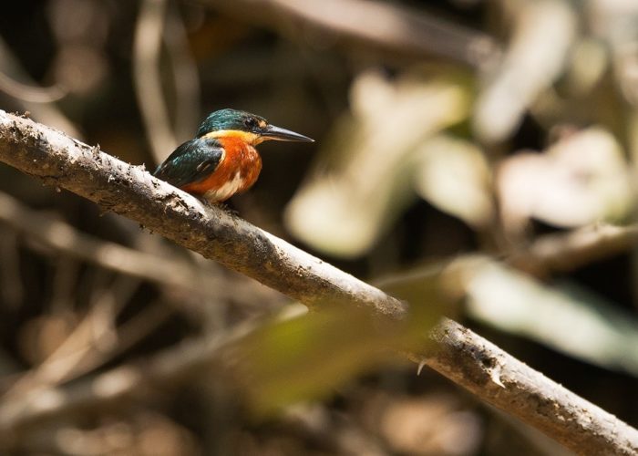 Kingfisher, Suriname © Vincent van Zalinge on Unsplash