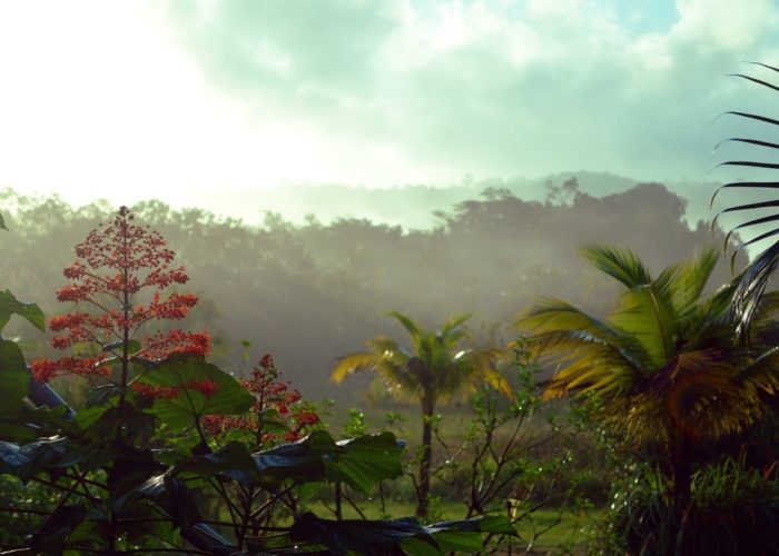 Regenwald, Französisch Guyana