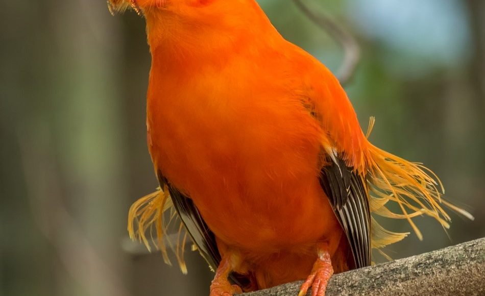 Guianan Cock of the Rock, Guyana © Kester Clarke