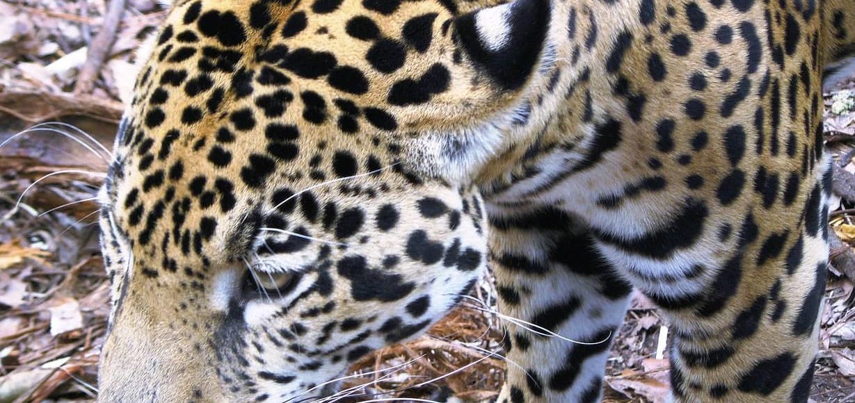 Jaguar, Belize