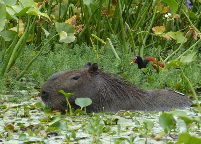 Capybara, Esteros de Ibera