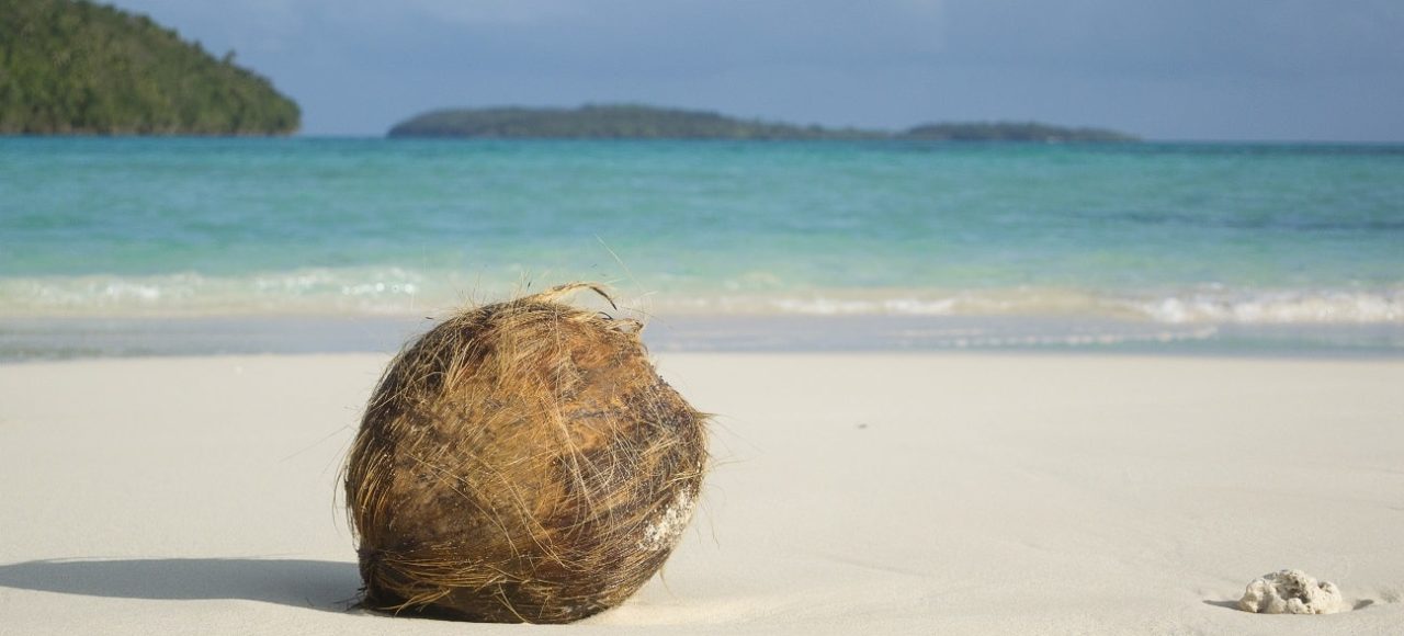 Kokosnuss, Reef Resort Vava'u, Tonga