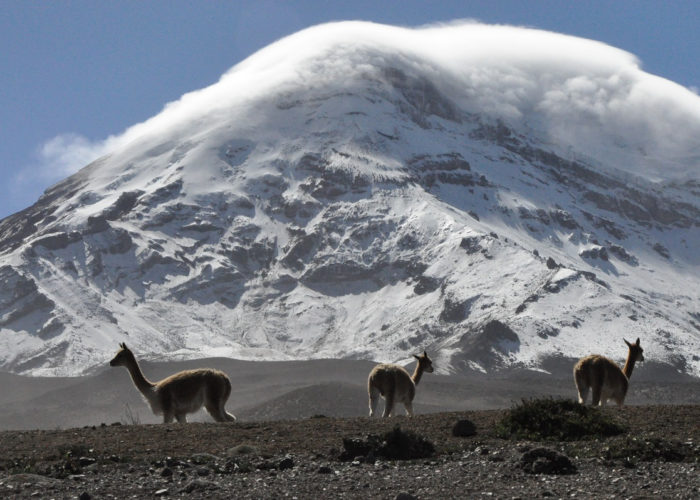 Chimborazo, Vicuñas