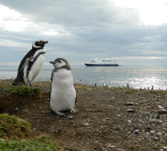 Pinguine, Magdalena Island, Ventus Australis