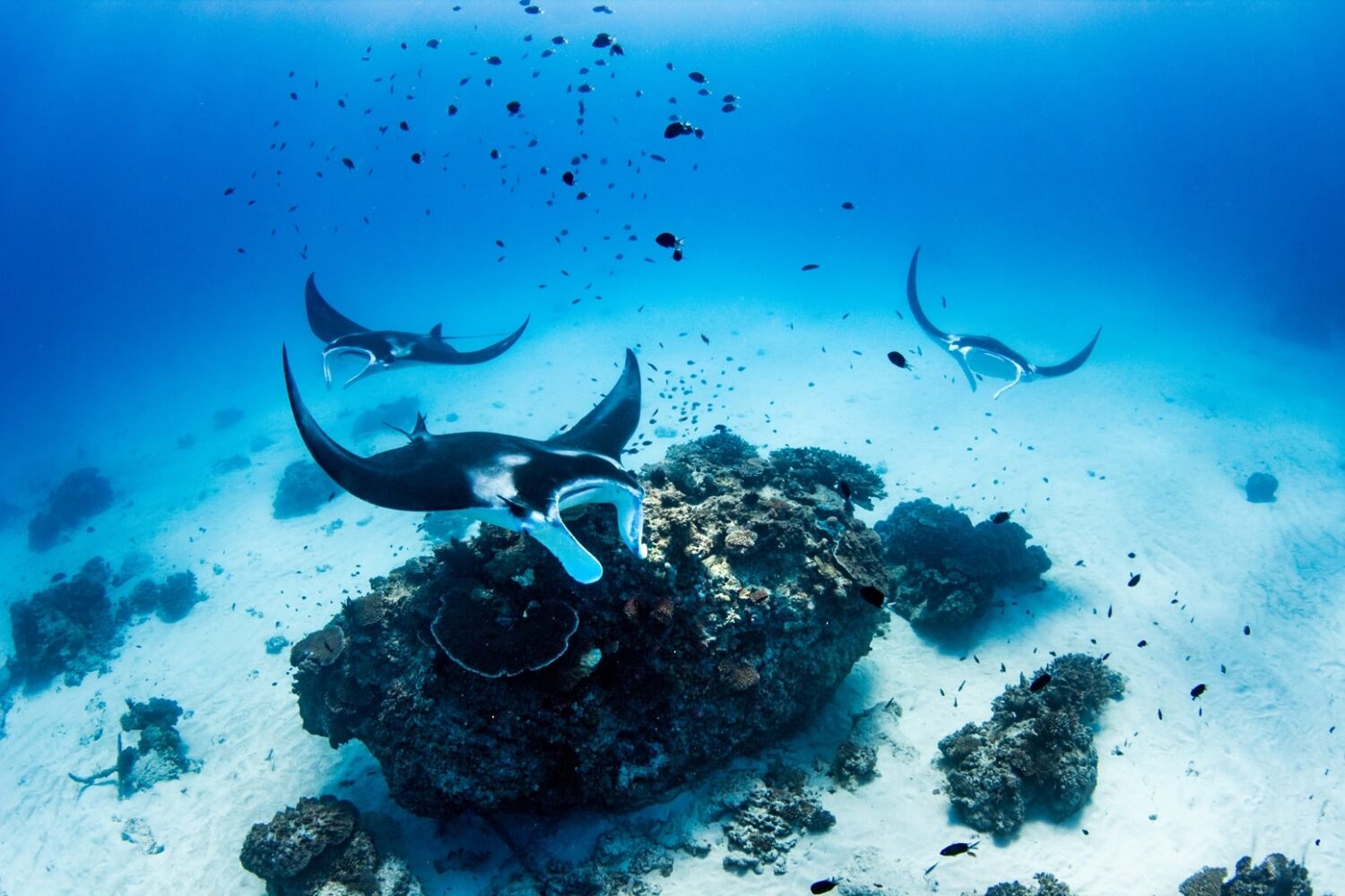 Manta Ray, Lady Elliot Island © Jeremy Somerville
