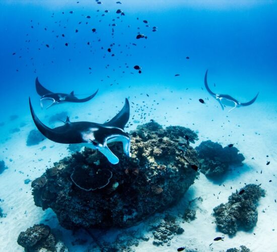 Manta Ray, Lady Elliot Island © Jeremy Somerville